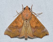 - 8545 – Anomis erosa – Yellow Scallop Moth (23082723511).jpg