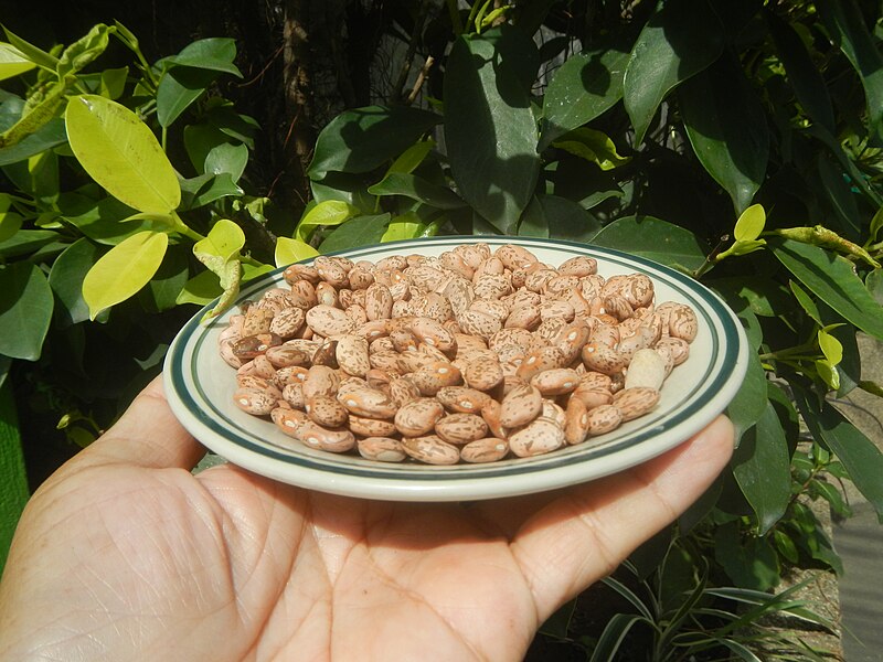 File:0682Pinto bean textures 04.jpg