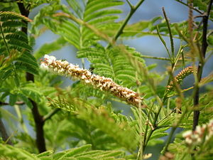 1-Acacia ferruginea 01.JPG