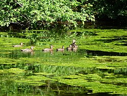 Stockenten. Weiher bei Biberach/Riss (Burrenwald, Schnakenweiher)