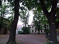 Summer linden trees from Cottbus that are under nature protection.