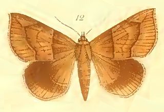 <i>Dysgonia pudica</i> Species of moth