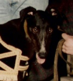 1992 greyhound Dempsey Duke Reading Masters Head shot.png