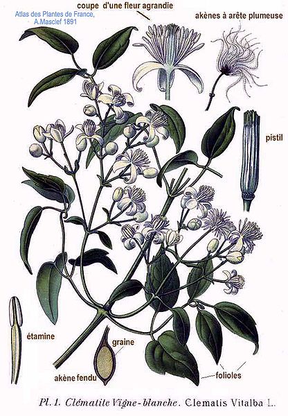 File:1 Clematis vitalba L.jpg