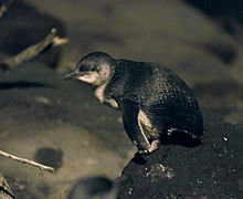 Little penguin at night at the St Kilda breakwater 20091121 Little Penguin on rock at St Kilda Breakwater (left side view).jpg