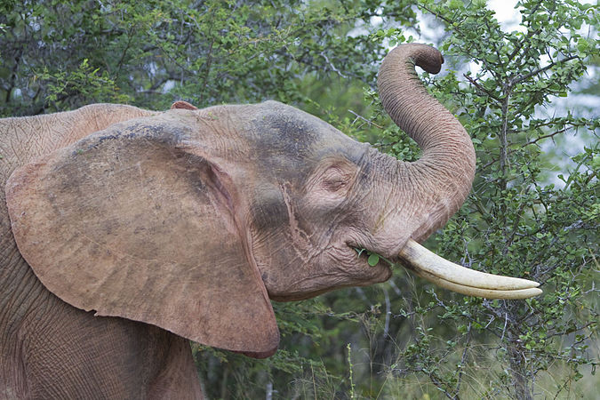 Elephant present. Слон альбинос. Белый слон альбинос. Слон альбинос в Тайланде.