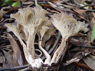 <i>Faerberia</i> Genus of fungi