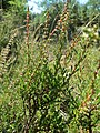 20130816Calluna vulgaris.jpg