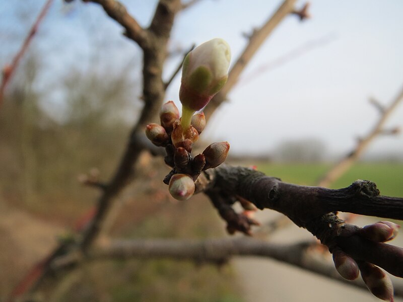 File:20140130Prunus cerasifera4.jpg