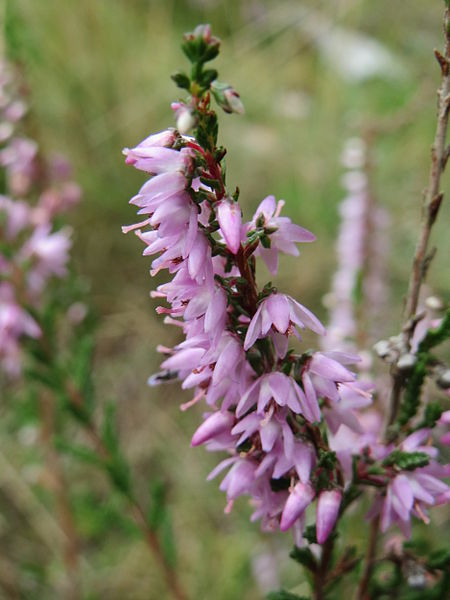 File:20140820Calluna vulgaris2.jpg