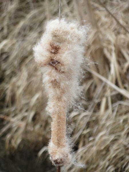 File:20150315Typha latifolia5.jpg