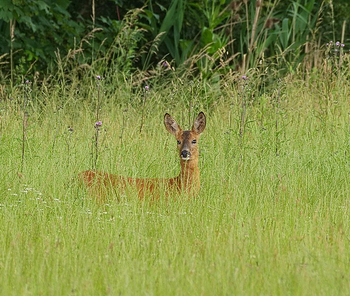 File:2016.06.19.-05-Wolfgangsee Neuhofen--Reh.jpg