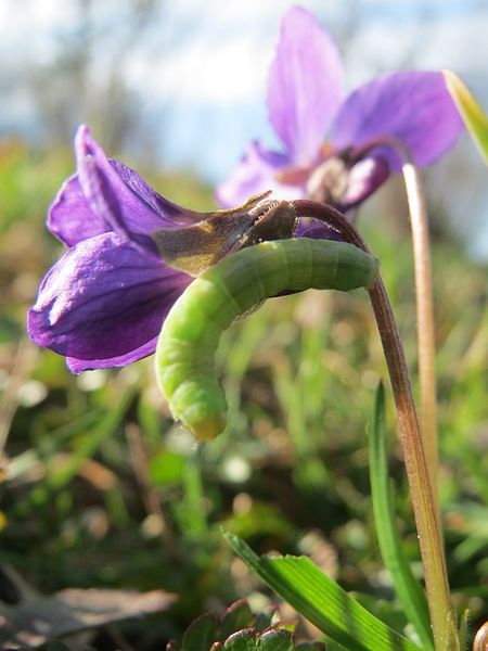 File:20170313Viola odorata5.jpg