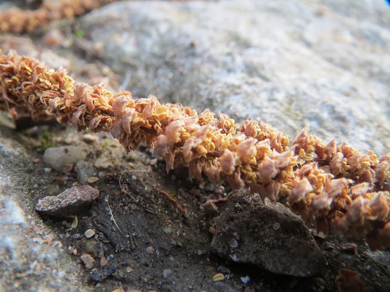 File:20170315Corylus avellana6.jpg