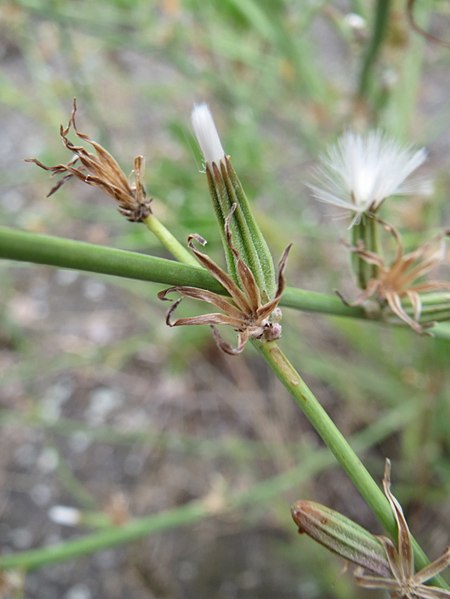 File:20170730Chondrilla juncea4.jpg