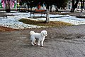 Bichon frisé