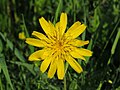 2018-05-13 Tragopogon pratensis (Jack-go-to-bed-at-noon) at Bichlhäusl in Frankenfels