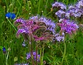 Rainfarn-Phazelie (Büschelschön, Rainfarnblättrige Phazelie, Büschelblume, Bienenfreund) - Phacelia tanacetifolia