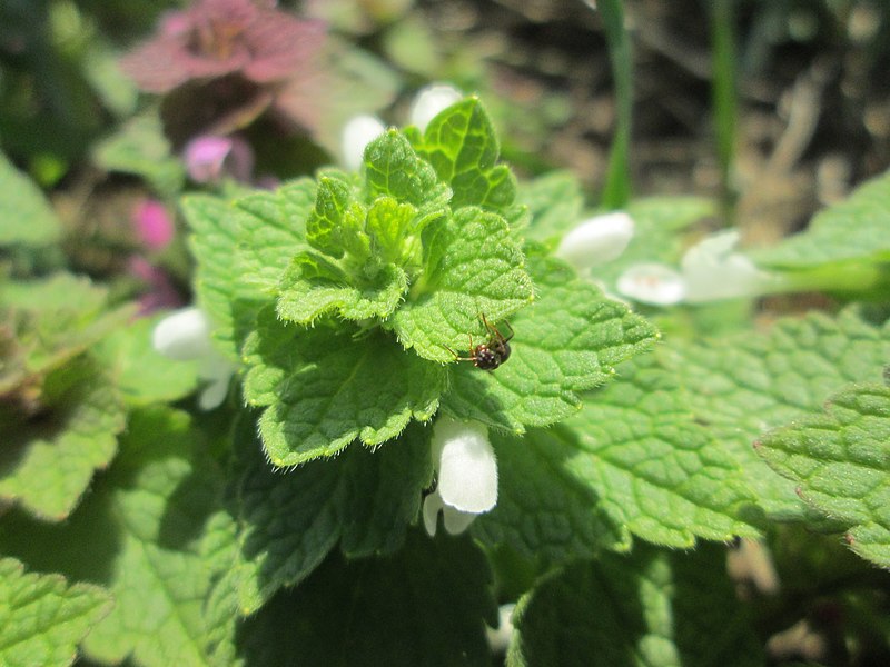 File:20190321 Lamium purpureum 6.jpg