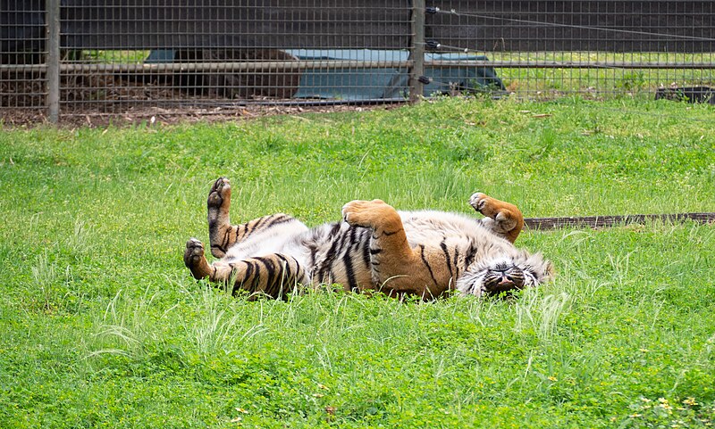 File:2020-10-07 Tiger (Panthera tigris) in Taronga Western Plains Zoo 2.jpg