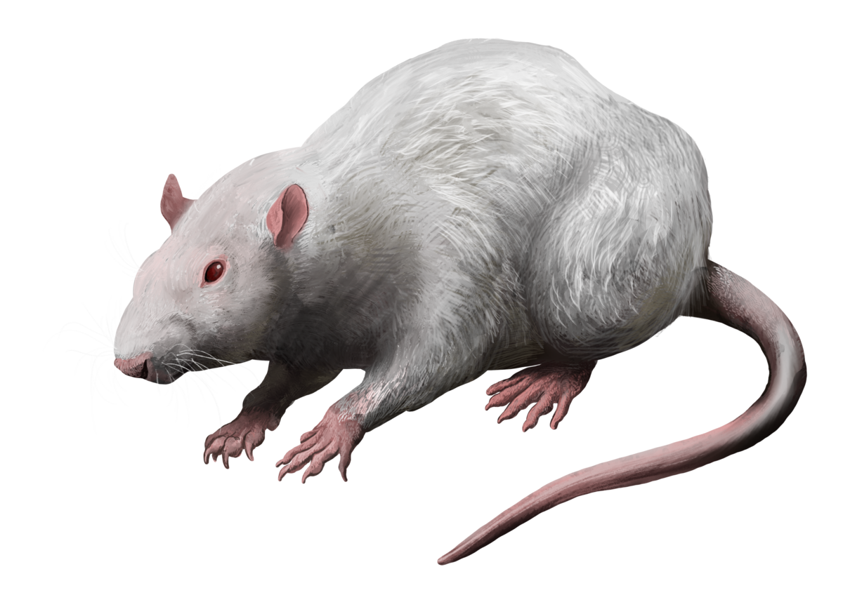 File:Piege-rat-securise-securiposte.jpg - Wikimedia Commons