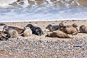 Seals at Horsey Dunes in Norfolk, United Kingdom.