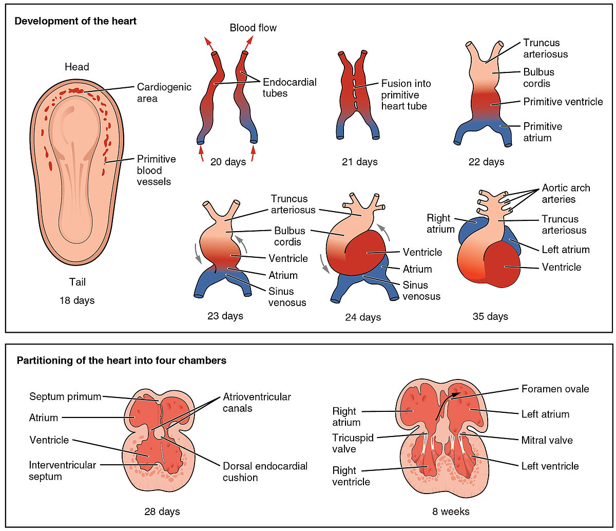Heart development - Wikipedia
