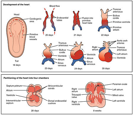 2037 Embryonic Development of Heart.jpg