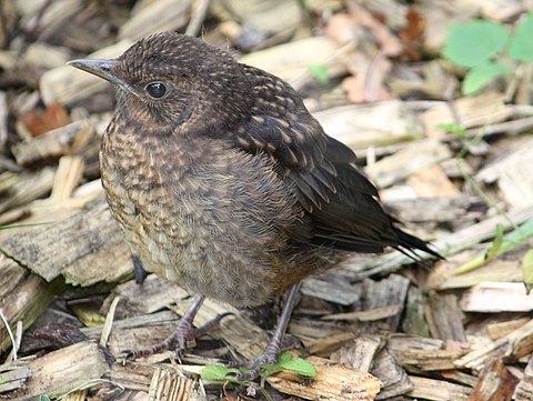 Amsel 21 Tage alt     blackbird 21 days old