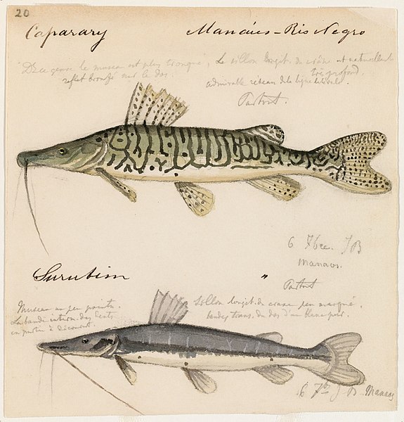 File:2 sorubim (Manaos, Brazil, 6 September 1865).jpg