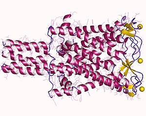 The closed structure of MscL 2oar.jpg