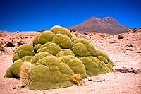 Yareta