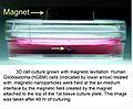 Thumbnail for 3D cell culturing by magnetic levitation