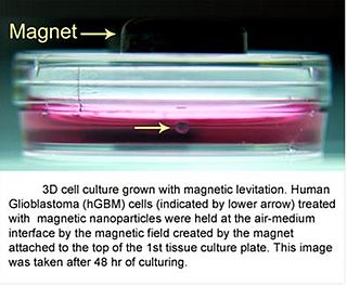 <span class="mw-page-title-main">3D cell culturing by magnetic levitation</span> Application of growing 3D tissue