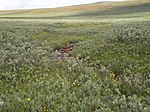 Subarctic ground willow (Salix brachycarpa), northern Finland