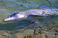 A143, Shark Bay Marine Park, Western Australia, dolphin, 2007.JPG