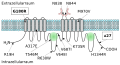 ABCC11 protein structure scheme 01.svg