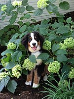 Anak anjing gunung Bern suka bermain, bersikap ingin tahun, dan menghargai kebun