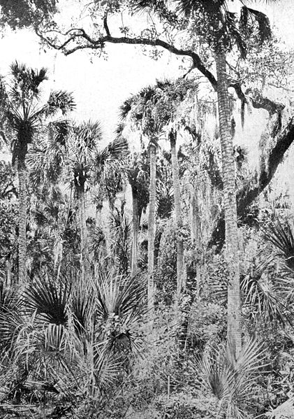 File:A Florida Palmetto Hammock - A Thousand Mile Walk to the Gulf.jpg