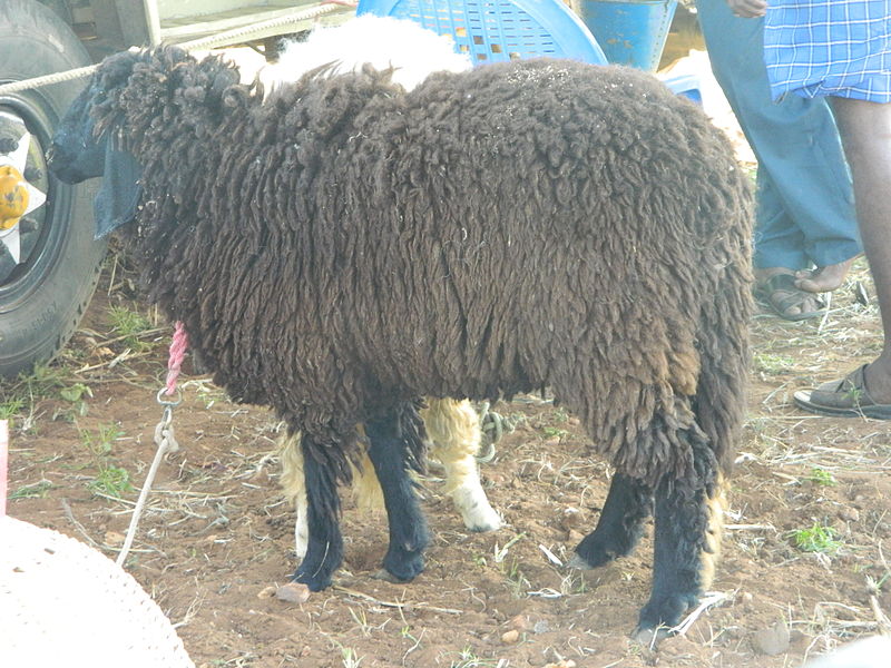 File:A close-up of Sheep1.JPG