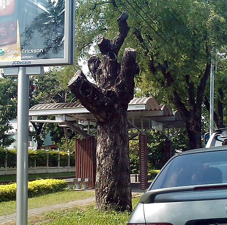 ไฟล์:A_dead_tamarin_tree_on_Rama_5_road_bangkok.JPG