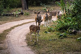 ପେଞ୍ଚ୍ ଜାତୀୟ ଉଦ୍ୟାନର ଦଳେ ଚିତଲ୍ ହରିଣ