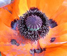 A mohn inside.jpg