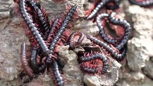 ဖိုင်:A nest of millipedes.webm
