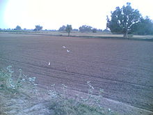 Fields near Tusari A scenic view of Tusari,Kathumar.jpg