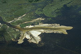 Vista aeriana d'una partida del dèlta de l'Okavango.