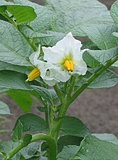 Bloeiende aardappelplant (ras Nicola, 2007)