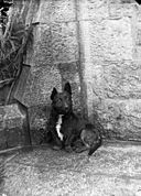 Aberdeen terrier (Augustine) NLW3363259.jpg