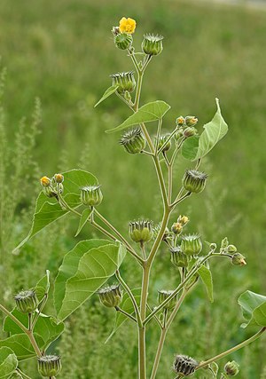 Abutilon theophrasti RF.jpg