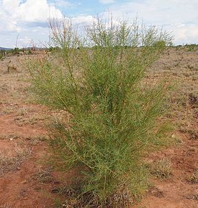 Descrizione dell'immagine Acacia victoriae.jpg.